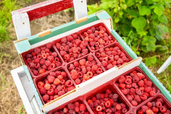 Framboises cueillies Saguenay